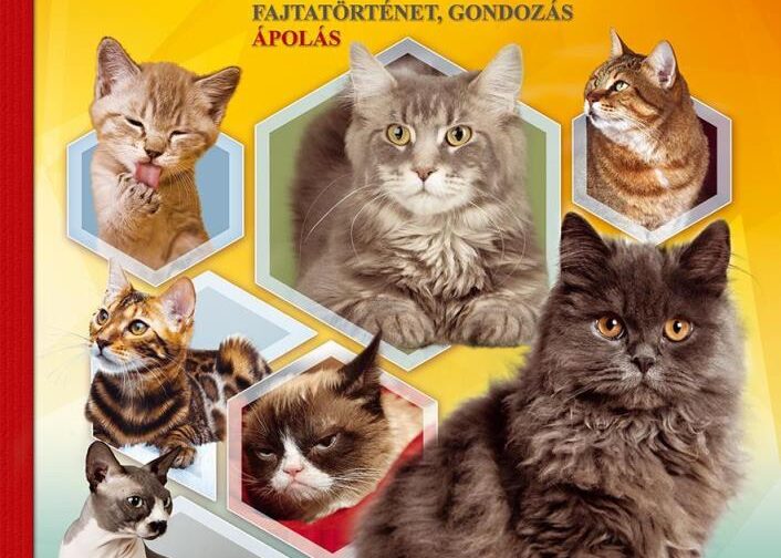 Macskák - Fajtörténet, gondozás, ápolás - Fedezzük fel együtt!